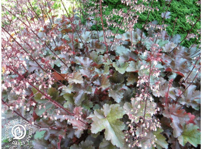 Heuchera   'Cappuccino'